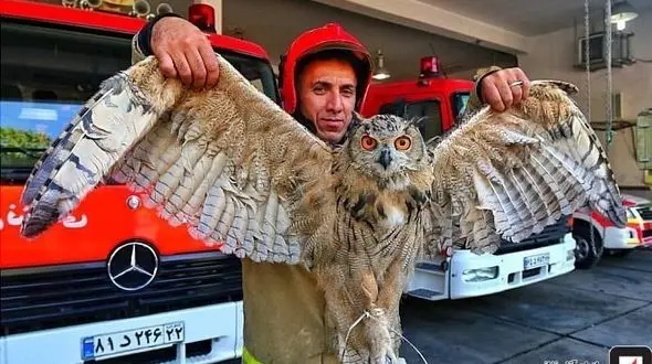 وحشت اهالی ساختمانی در سعادت آباد از یک جغد بزرگ + عکس 