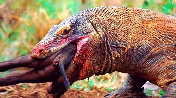 داستان زنده حیات وحش؛ درگیری نفس گیر بین اژدهای کومودو و گراز + فیلم