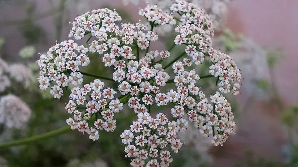 خواص زنیان / کاربرد عسل زنیان ، عرق زنیان ، ادویه زنیان و دمنوش زنیان + عوارض گیاه زنیان