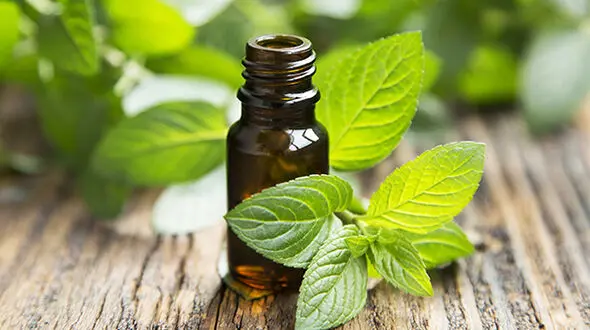 این سبزی معطر عملکرد مغز را افزایش می دهد