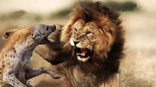 فیلم حمله کفتارها به شیر تنها / دوستانش به دادش رسیدند 
