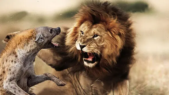 فیلم حمله کفتارها به شیر تنها / دوستانش به دادش رسیدند 