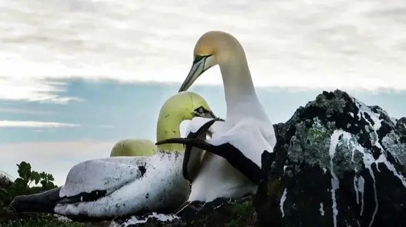 غمگین‌ترین پرنده جهان که عاشق یک مجسمه بود! + فیلم باورنکردنی