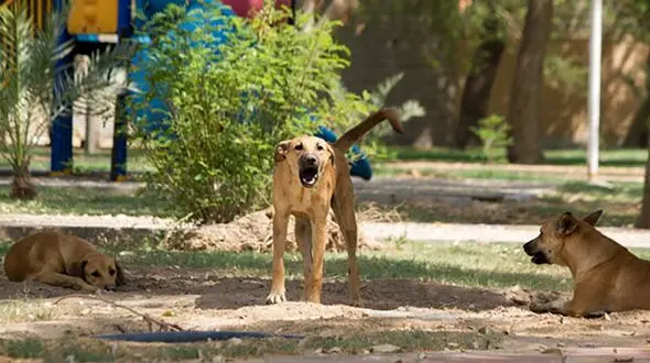 سگ‌ها و گربه‌های بلاصاحب چه بلایی بر سر حیات وحش شهری می‌آورند؟