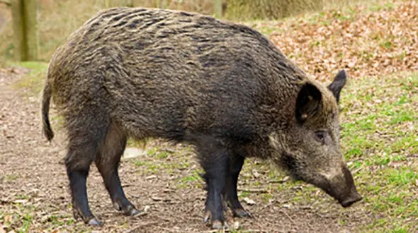 حاددثه وحشتناکی که یک گراز عاملش بود / 2 بوشهری کشته شدند