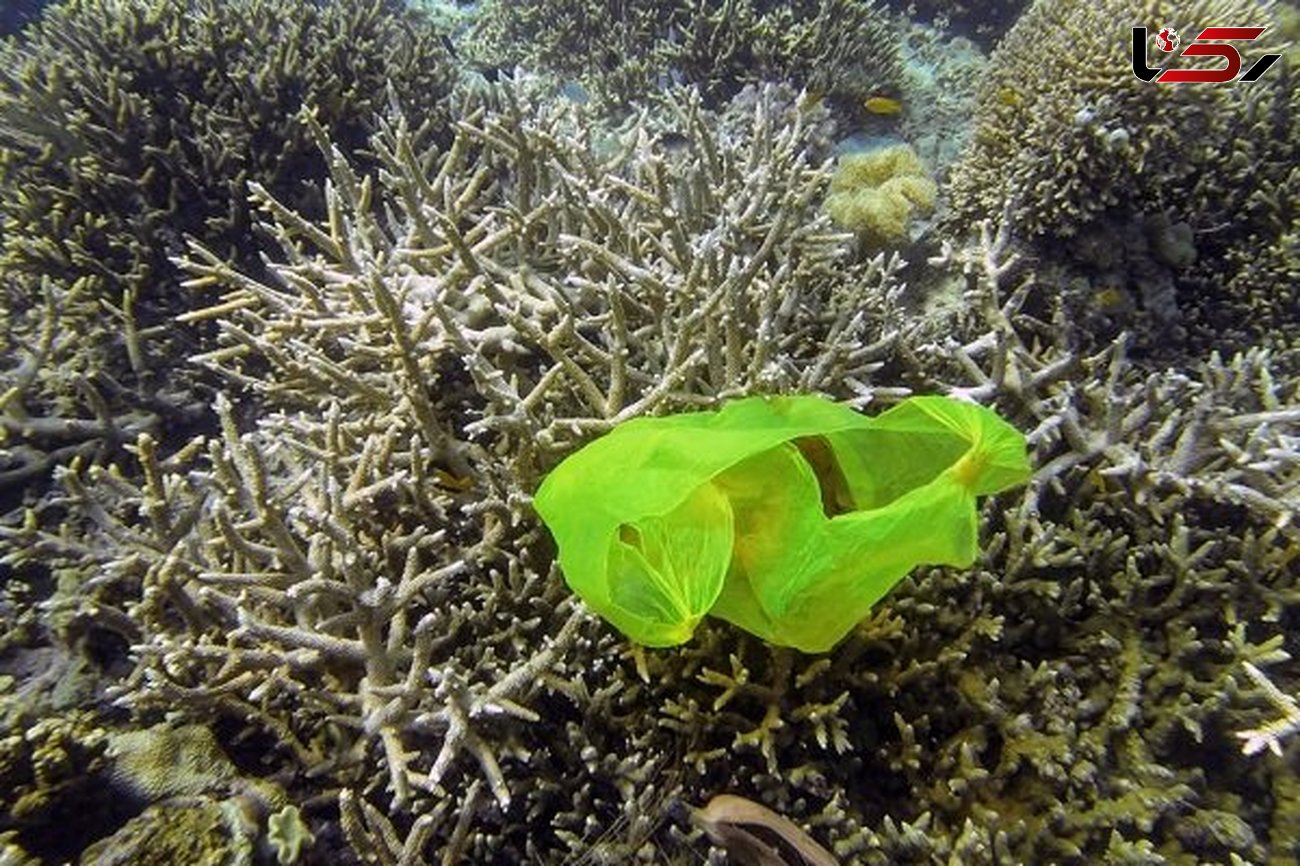 انباشت زباله های پلاستیکی در اقیانوس ها یک خطر جدی زیست محیطی