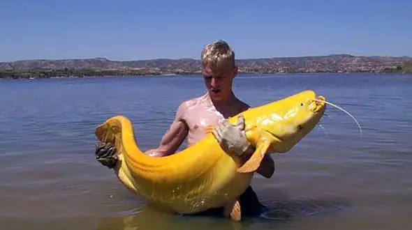 صید طلا از نوع ماهی + عکس