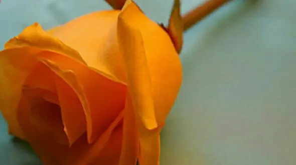فال ابجد امروز 3 دی ماه + فیلم