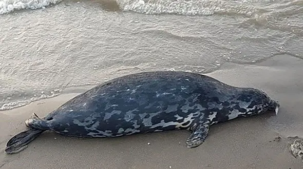 کشف لاشه تنها پستاندار در حال انقراض دریای خزر