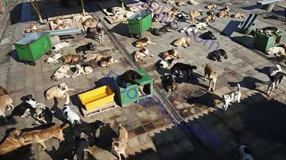 
تصویر رویترز از مرکز نگهداری سگ‌های ولگرد در استان البرز
