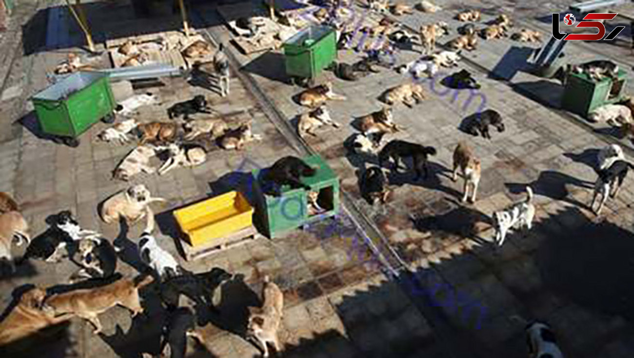 
تصویر رویترز از مرکز نگهداری سگ‌های ولگرد در استان البرز
