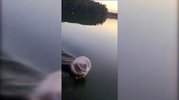 تلاش یک زوج برای خارج کردن سطل از سر خرس حین شنا + فیلم