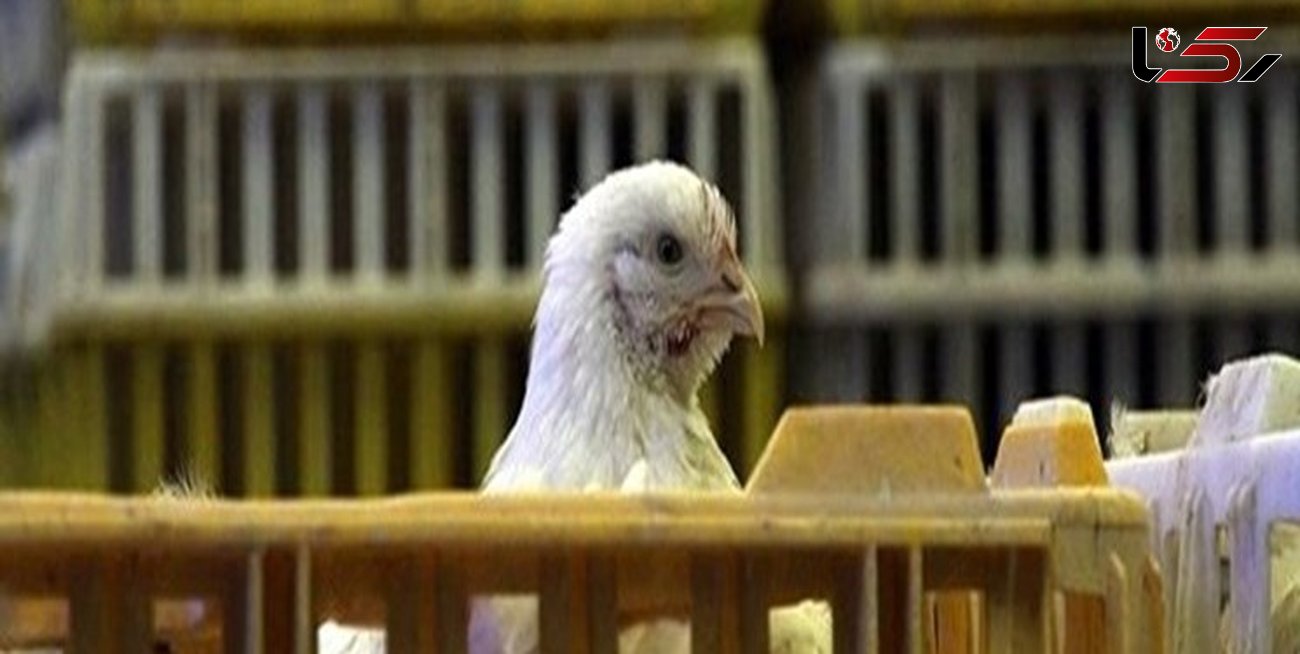 کشف 6 تن مرغ غیر مجاز در روانسر/ 3 نفر دستگیر شدند