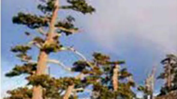 پیرترین کاج دنیا + عکس