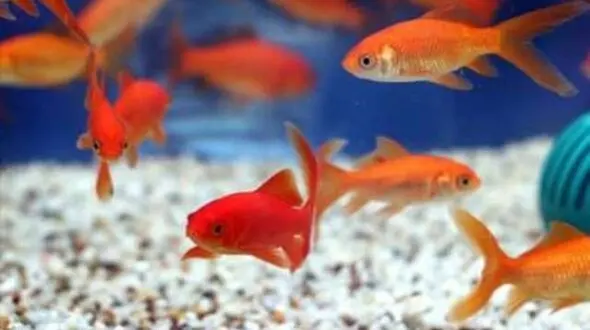 توصیه کارشناسان برای خرید ماهی قرمز سفره هفت سین