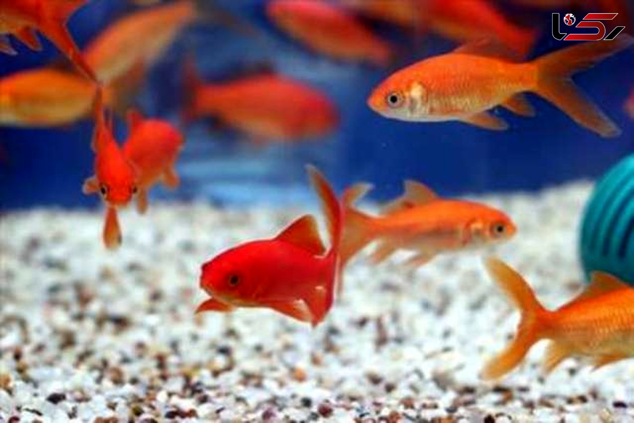 توصیه کارشناسان برای خرید ماهی قرمز سفره هفت سین