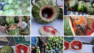 هندوانه های تریاکی در زرین دشت / پلیس فاش کرد + عکس