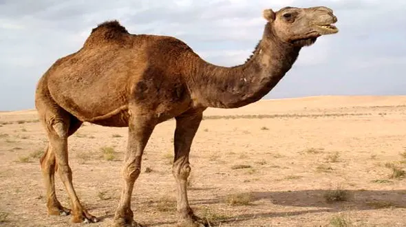 پسر 15 ساله 6 شتر را زنده زنده سوزاند /   در مانه و سملقان رخ داد