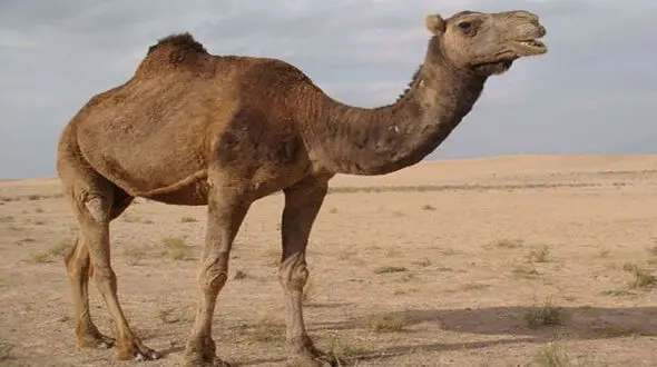پسر 15 ساله 6 شتر را زنده زنده سوزاند /   در مانه و سملقان رخ داد