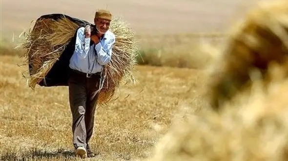 پرداخت 25 هزار میلیارد تومان پول گندم کاران از جیب 90 فراری مالیاتی