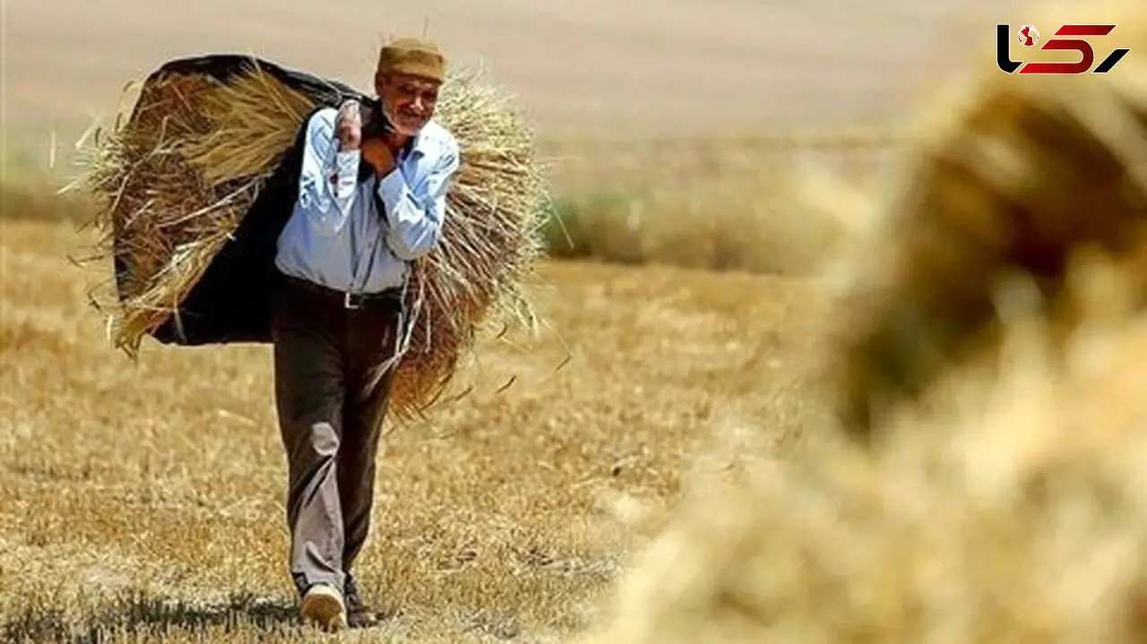 پرداخت 25 هزار میلیارد تومان پول گندم کاران از جیب 90 فراری مالیاتی