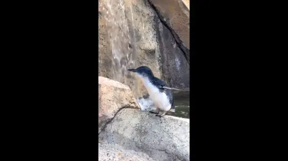 جشن تولد 25 سالگی پیرترین پنگوئن آبی در دنیا / فیلم