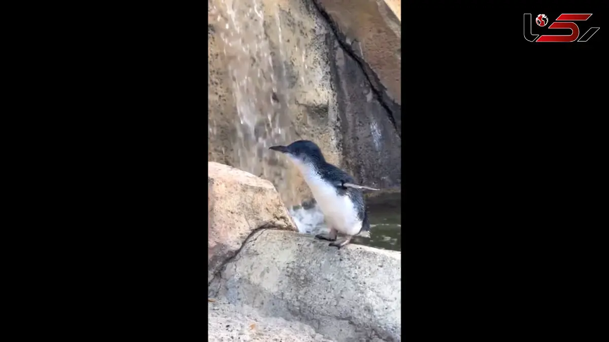 جشن تولد 25 سالگی پیرترین پنگوئن آبی در دنیا / فیلم