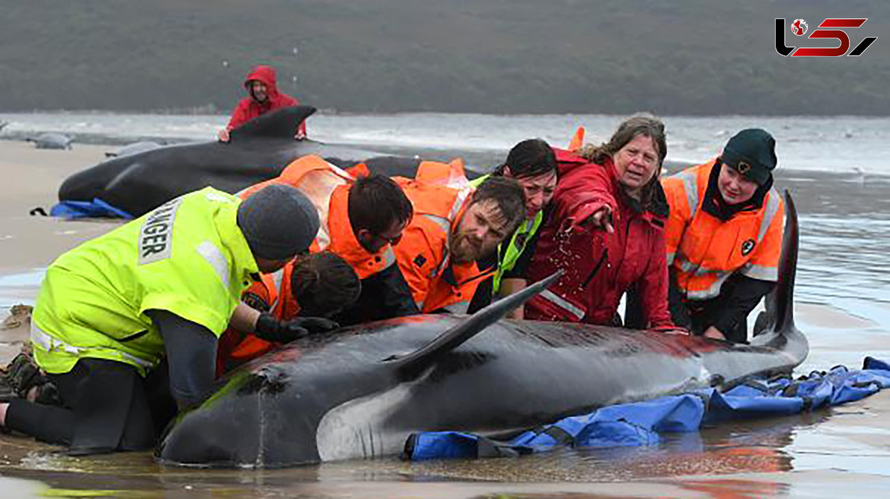 تلاش نفسگیر برای نجات ۲۰۰ نهنگ گرفتار