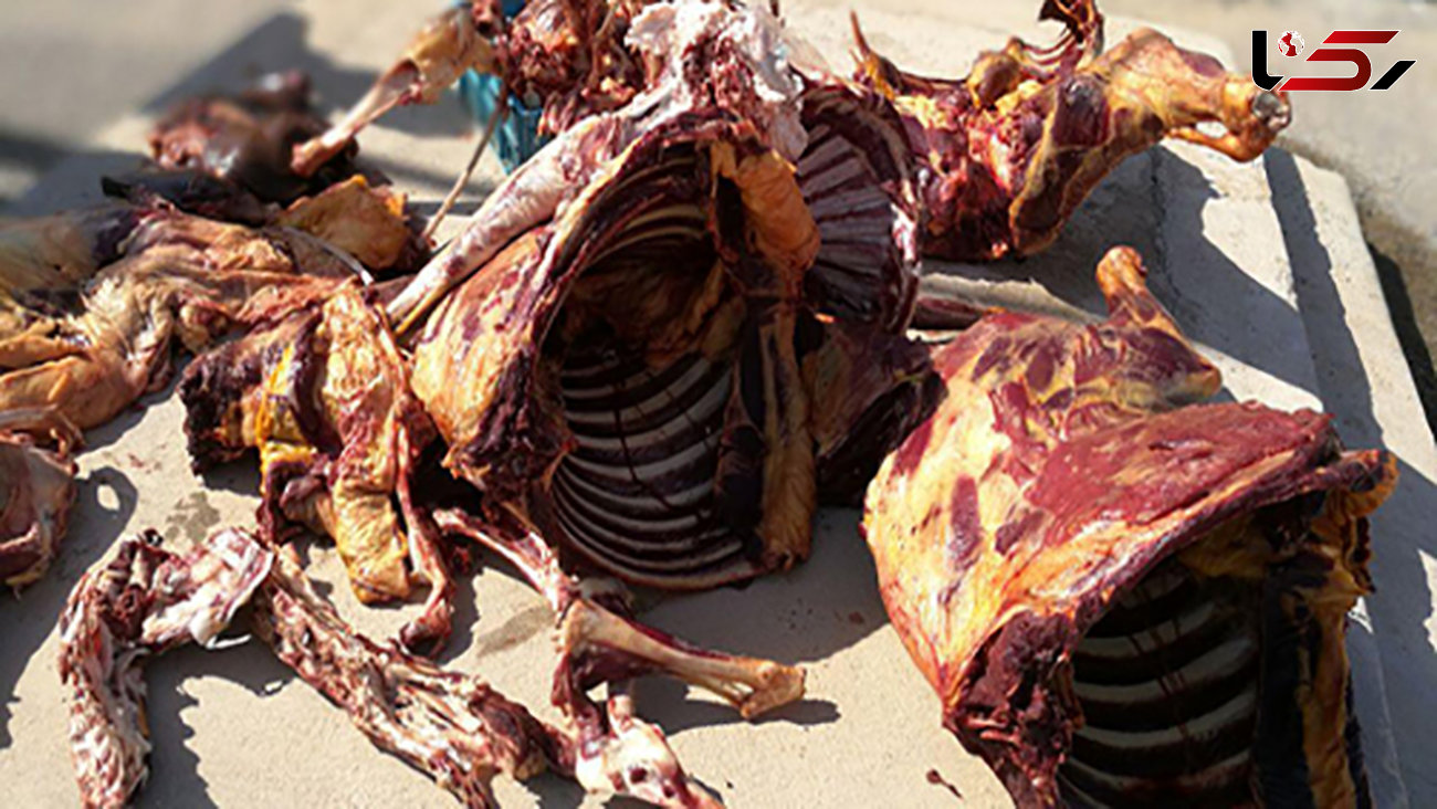 400 کیلو گوشت الاغ از یک قصابی کشف شد+ عکس