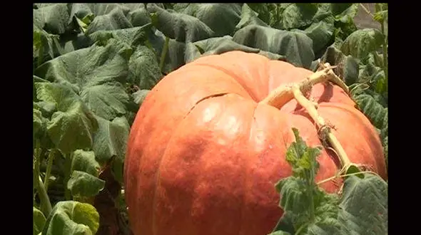 چهارمین کدو تنبل بزرگ جهان پیدا شد +عکس