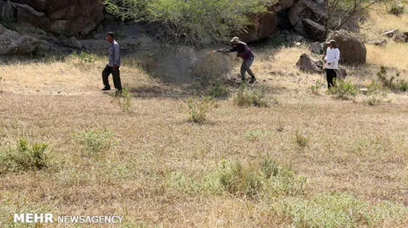 تصاویری از هجوم ملخ‌های صحرایی به منطقه هشتبندی هرمزگان