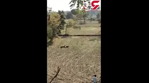 لحظه شکار انسان توسط یک ببر + فیلم / هند