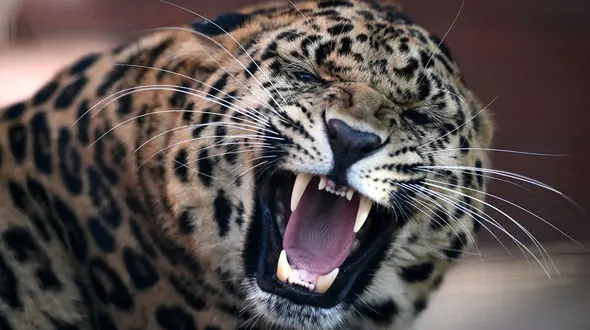 پشت پرده مرگ پلنگ معروف در مشهد / چه کسی کاوه را کشت؟