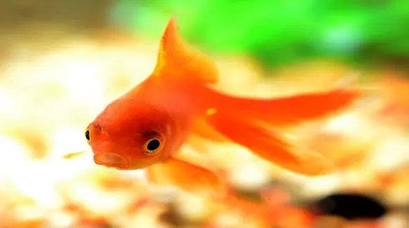 ماهی قرمز می‌تواند ناقل ویروس کرونا باشد؟