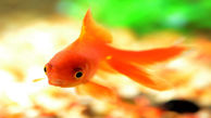 ماهی قرمز می‌تواند ناقل ویروس کرونا باشد؟