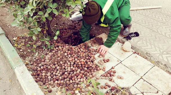 ماجرای لو رفتن انبار موش تهرانی در نارمک چه بود؟+عکس