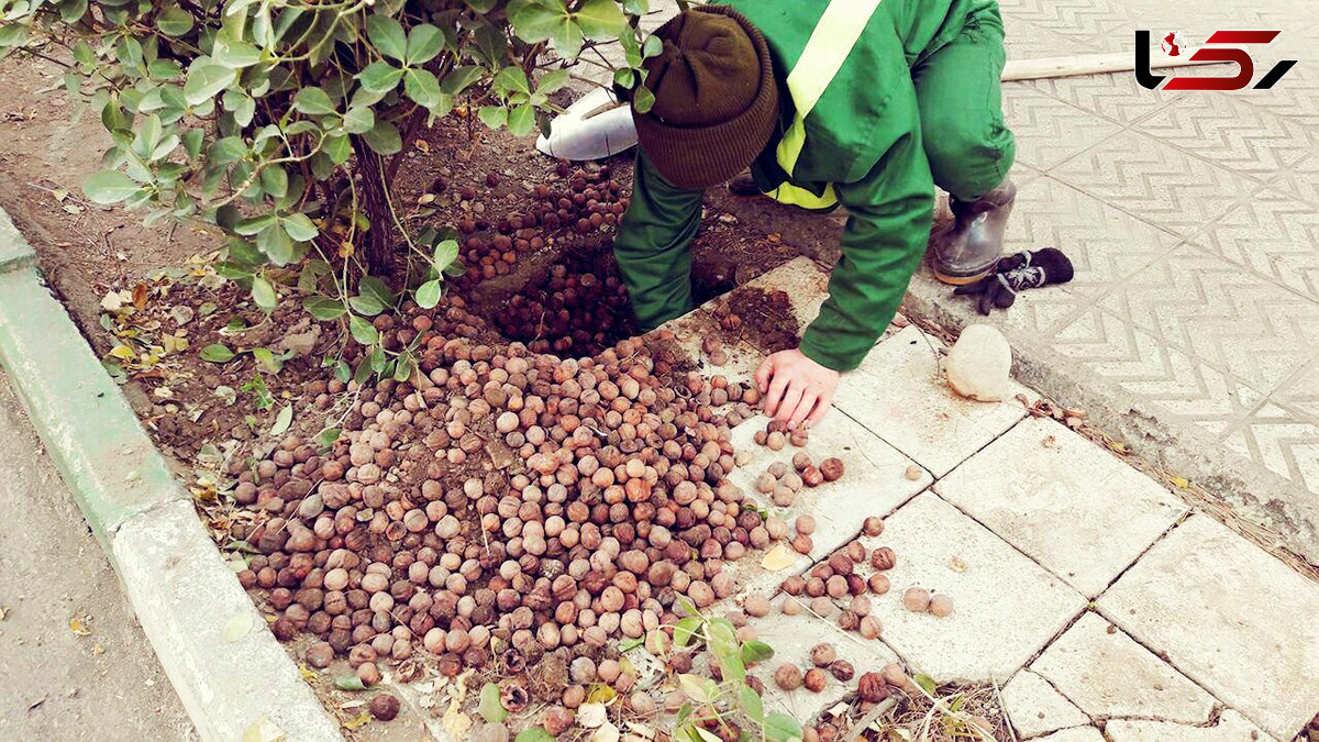 ماجرای لو رفتن انبار موش تهرانی در نارمک چه بود؟+عکس