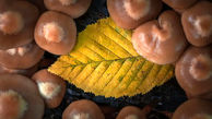 ببینید؛ 10 عکس شگفت انگیز و رویایی از قارچ های جنگلی 