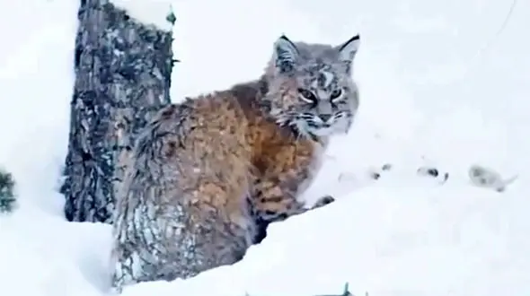 فیلم شکار اردک در رودخانه توسط گربه وحشی