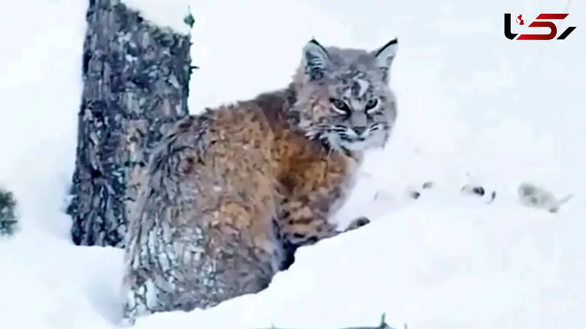 فیلم شکار اردک در رودخانه توسط گربه وحشی