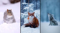 زمستان در حیات وحش + فیلم 