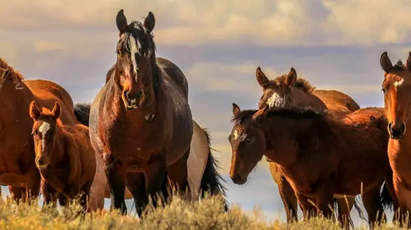 از یورش بی‌امان؛ لحظه شکار گورخر توسط شیرها تا روایت شکار بزرگ؛ عقاب و مار