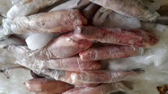 5تن زبان کشف شده برای چه حیوانی بود؟/ اعلام شد!