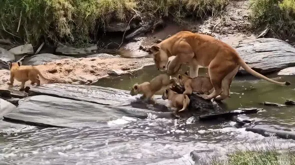 فیلم عبور توله شیرها از رودخانه با همراهی مادر