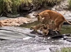 فیلم عبور توله شیرها از رودخانه با همراهی مادر