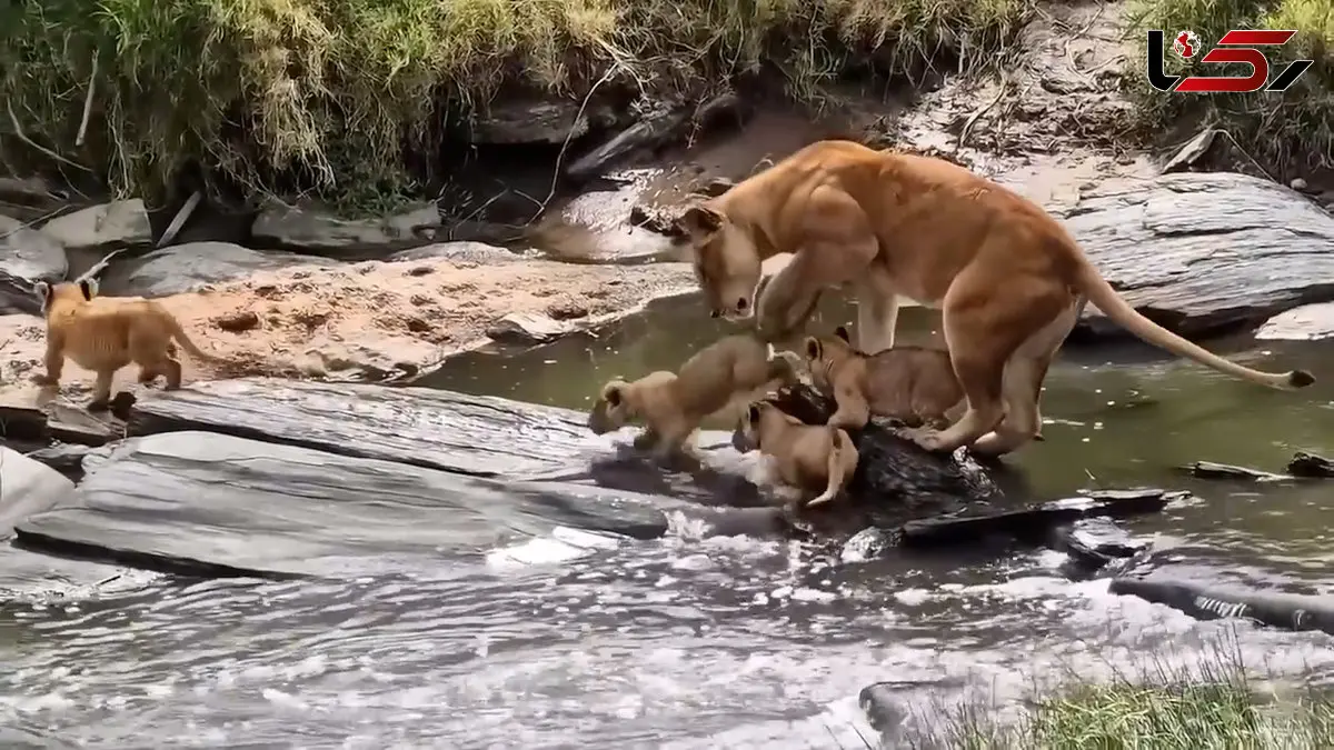 فیلم عبور توله شیرها از رودخانه با همراهی مادر