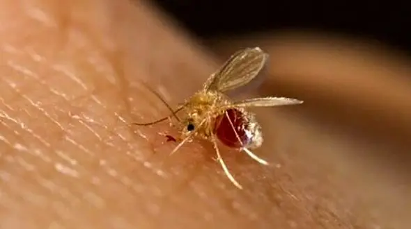 درباره بیماری سالک بیشتر بدانیم