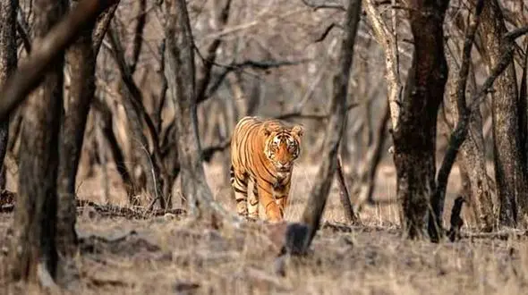 معرفی 7 فناوری در پیشگیری از شکار حیوانات