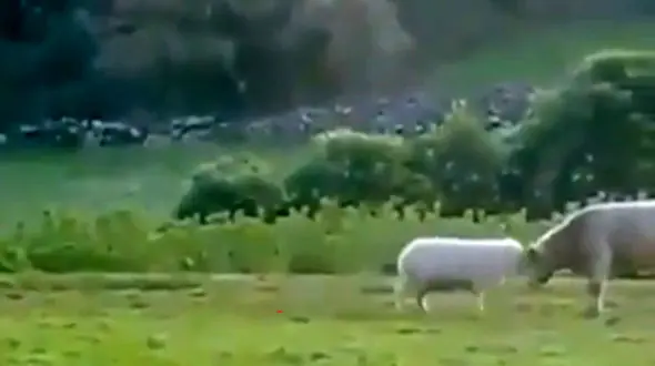 کله زدن گوسفند و گاو را ببینید / فیلم