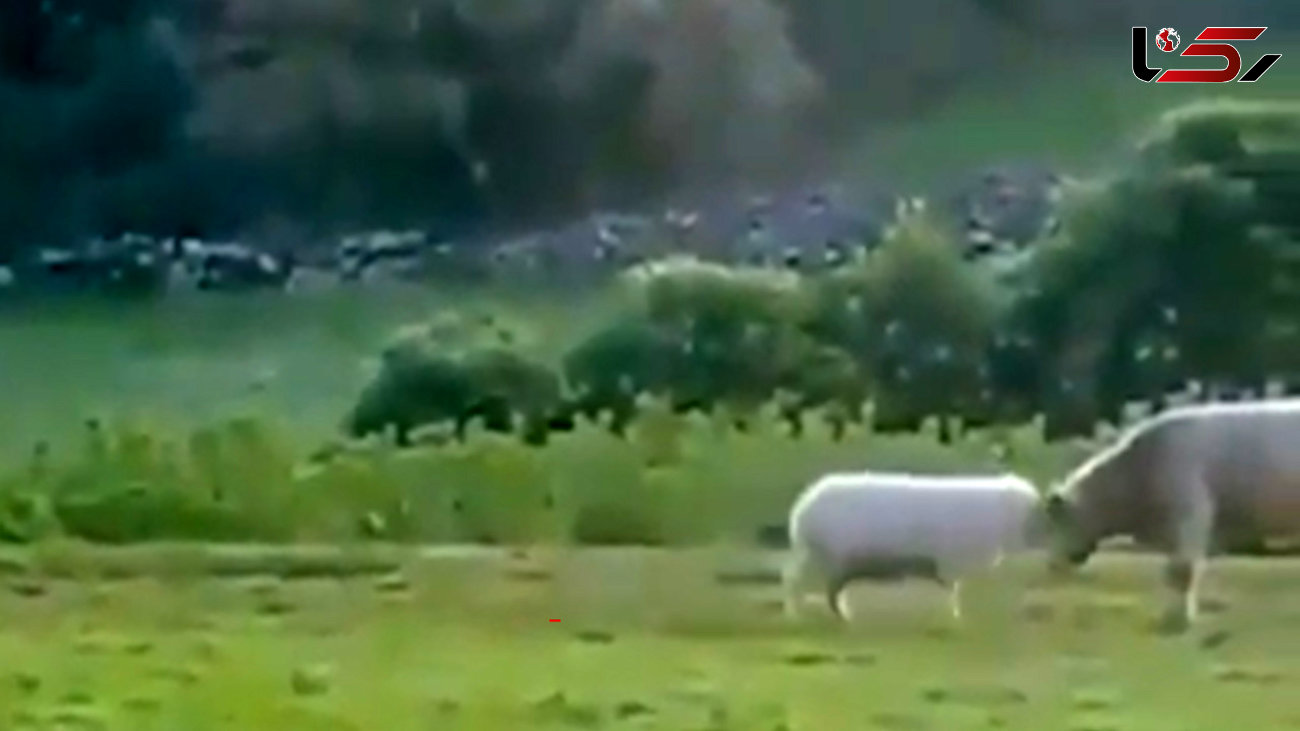 کله زدن گوسفند و گاو را ببینید / فیلم